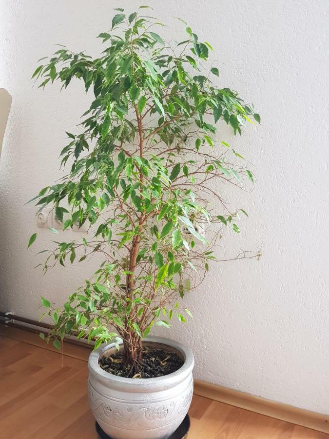 Visoko Homestay מראה חיצוני תמונה